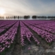 Tulips at Sunset, by Ron ter Burg