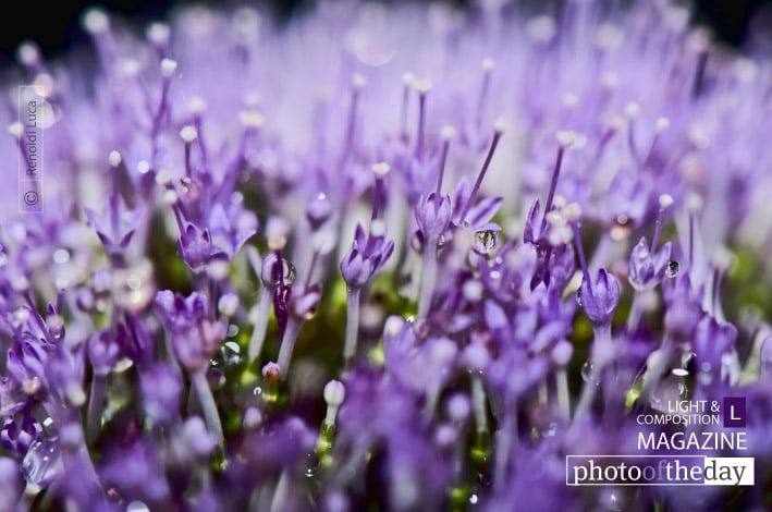 Microflowers, by Luca Renoldi