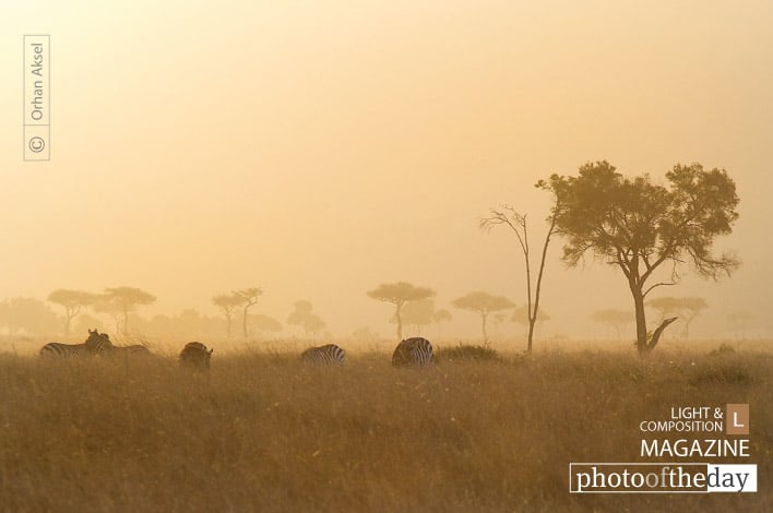 Out of Africa, by Orhan Aksel