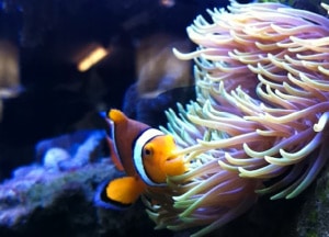 Curious Clown Fish by Sara Plukaard