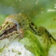 Hasankeyf Frog by Mehmet Masum