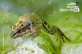 Hasankeyf Frog by Mehmet Masum