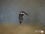 Pied King - in the Hunt, by Nirupam Roy