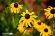 Flowers at Safety Harbor, by Jerry Caruthers