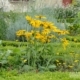 Flowers of Hotel de Sens, by Henri Coleman