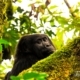 Last of the Mountain Gorillas, by Dimitrios Zavos