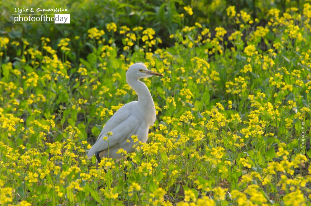 Uncommon Way, by Nirupam Roy