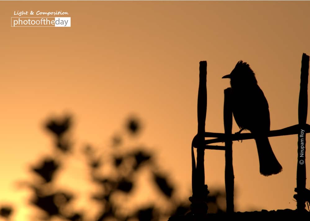 Thinking at the Sunset, by Nirupam Roy