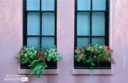 Window Boxes, by Ronnie Glover