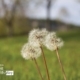 The Dandelions, by Mazhar Hossain