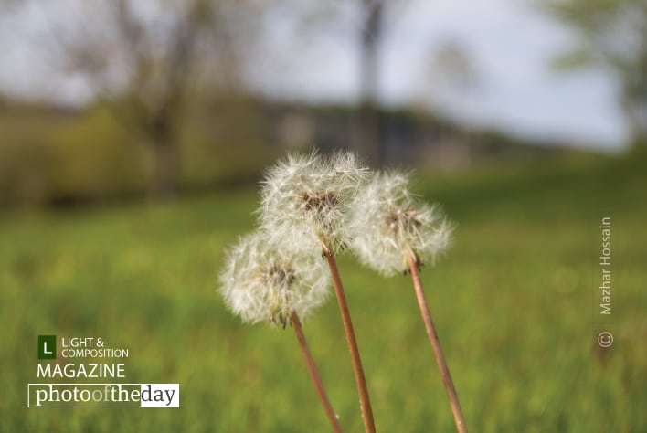 The Dandelions, by Mazhar Hossain