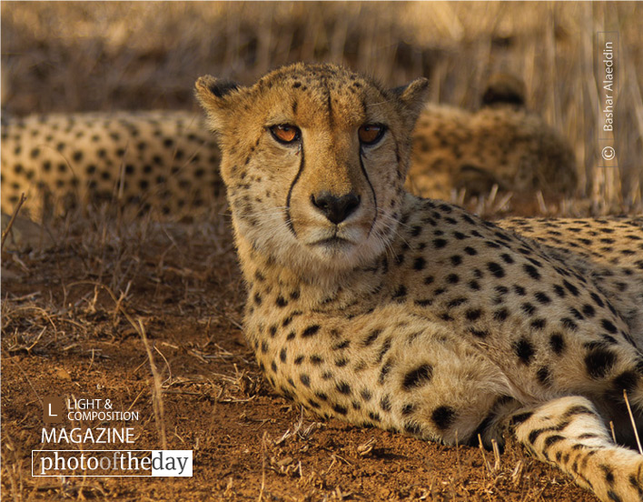 Cheetah Stare, by Bashar Alaeddin