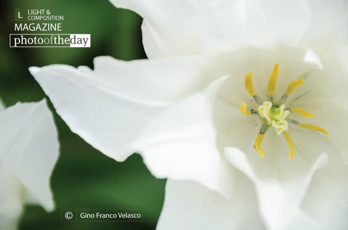 White Elegance, by Gino Franco Velasco