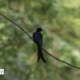 Identifying Black Drongo, by Rahat Azim Chowdhury