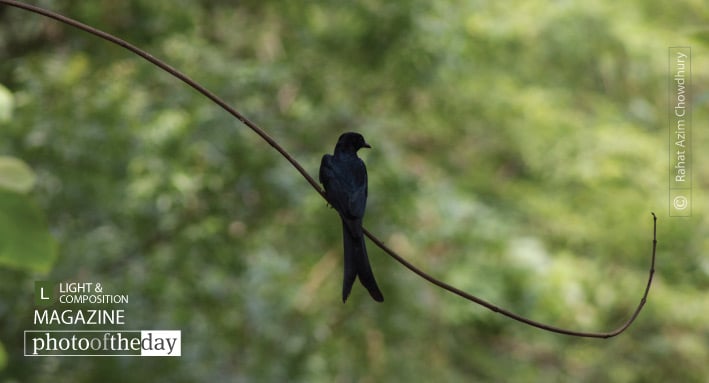 Identifying Black Drongo, by Rahat Azim Chowdhury