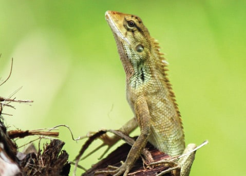 Identifying Lizard, by Rahat Azim Chowdhury