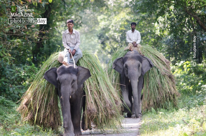 Obeyed Labor, by Nirupam Roy