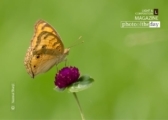 Peacock Pansy, by Nazmul Shanji