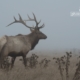 Point Reyes Elk, by Laria Saunders