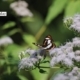 A Butterfly of Raimatang, by Nirupam Roy