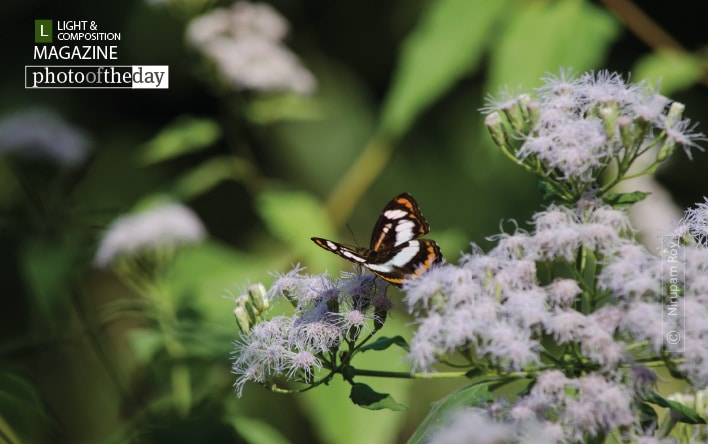 A Butterfly of Raimatang, by Nirupam Roy