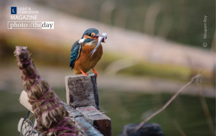 Kingfisher on the Perch, by Nirupam Roy