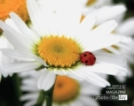 Ladybug and a Daisy, by Tisha Clinkenbeard