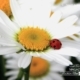 Ladybug and a Daisy, by Tisha Clinkenbeard