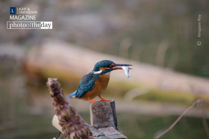 Just Catch, by Nirupam Roy