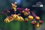 Leaning Flowers, by Mehmet Masum