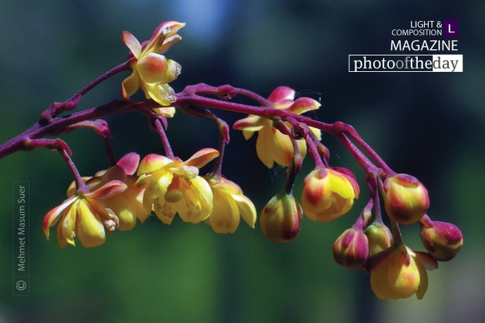 Leaning Flowers, by Mehmet Masum