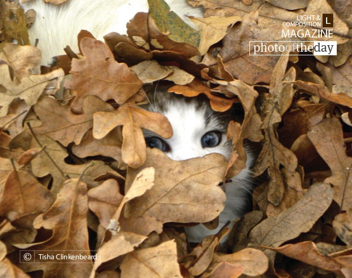 Peek-a-who? by Tisha Clinkenbeard