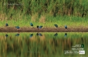 Purple Swamphen in Reflect, by Saniar Rahman Rahul