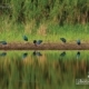 Purple Swamphen in Reflect, by Saniar Rahman Rahul