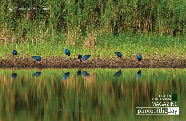 Purple Swamphen in Reflect, by Saniar Rahman Rahul