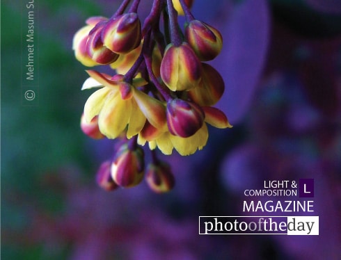 Purple and Yellow, by Mehmet Masum