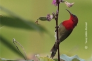 Crimson Sunbird, by Tareq Uddin Ahmed