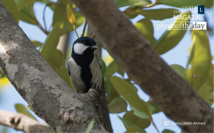 Such a Calm Poser, by Tareq Uddin Ahmed