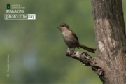 Curious Brown Shrike, by Masudur Rahman