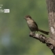 Curious Brown Shrike, by Masudur Rahman