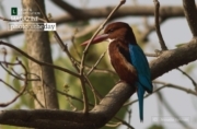 Basking White-Throated Kingfisher, by Masudur Rahman