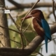 Basking White-Throated Kingfisher, by Masudur Rahman