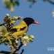 Black-hooded Oriole, by Masudur Rahman