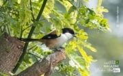 Long-tailed Shrike, by Masudur Rahman