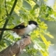 Long-tailed Shrike, by Masudur Rahman