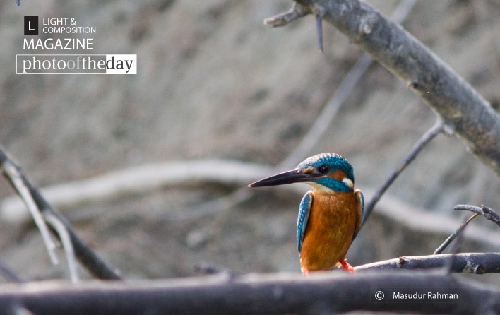 Waiting for a Catch, by Masudur Rahman