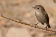 The Taiga Flycatcher, by Masudur Rahman