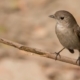 The Taiga Flycatcher, by Masudur Rahman