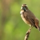 The Bluethroat, by Saniar Rahman Rahul