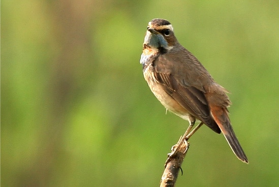 The Bluethroat, by Saniar Rahman Rahul